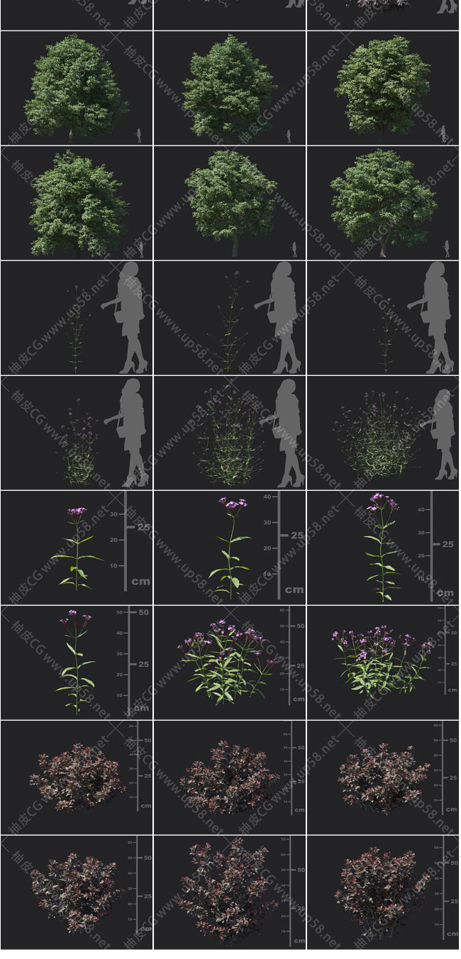 3DSMAX白百合薇甘菊甜桉树山杨菩提树薇菜鞭草精细3D模型