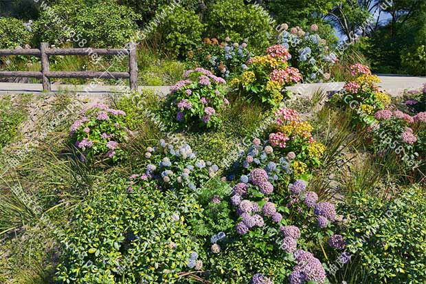3DSMAX / VRay / Corona盆栽绣球花植物高品质3D模型