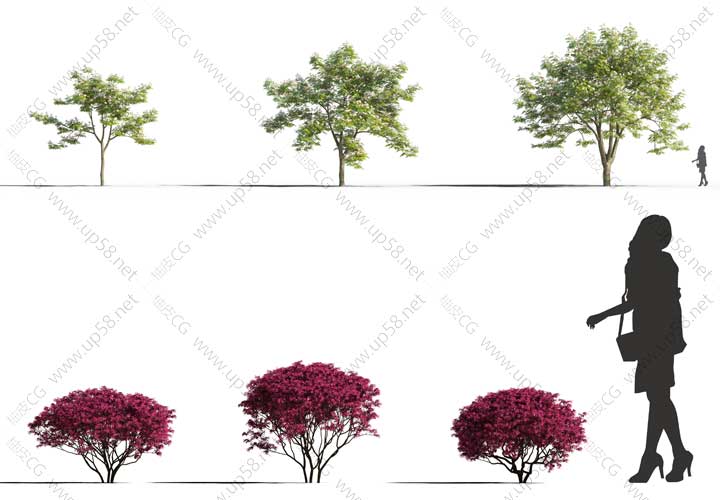 3DSMAX VRay Corana腊梅木兰欧洲樱桃精细室外植物3D模型