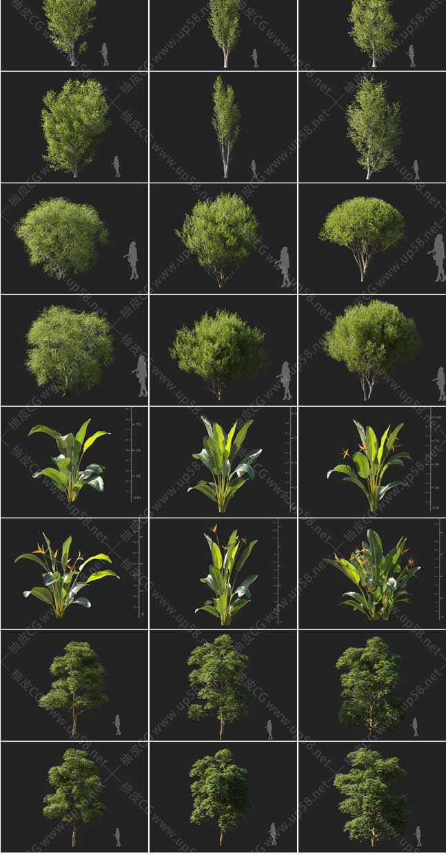 3DSMAX黄杨白杨枫树柳树榆树白网纹草精细3D模型