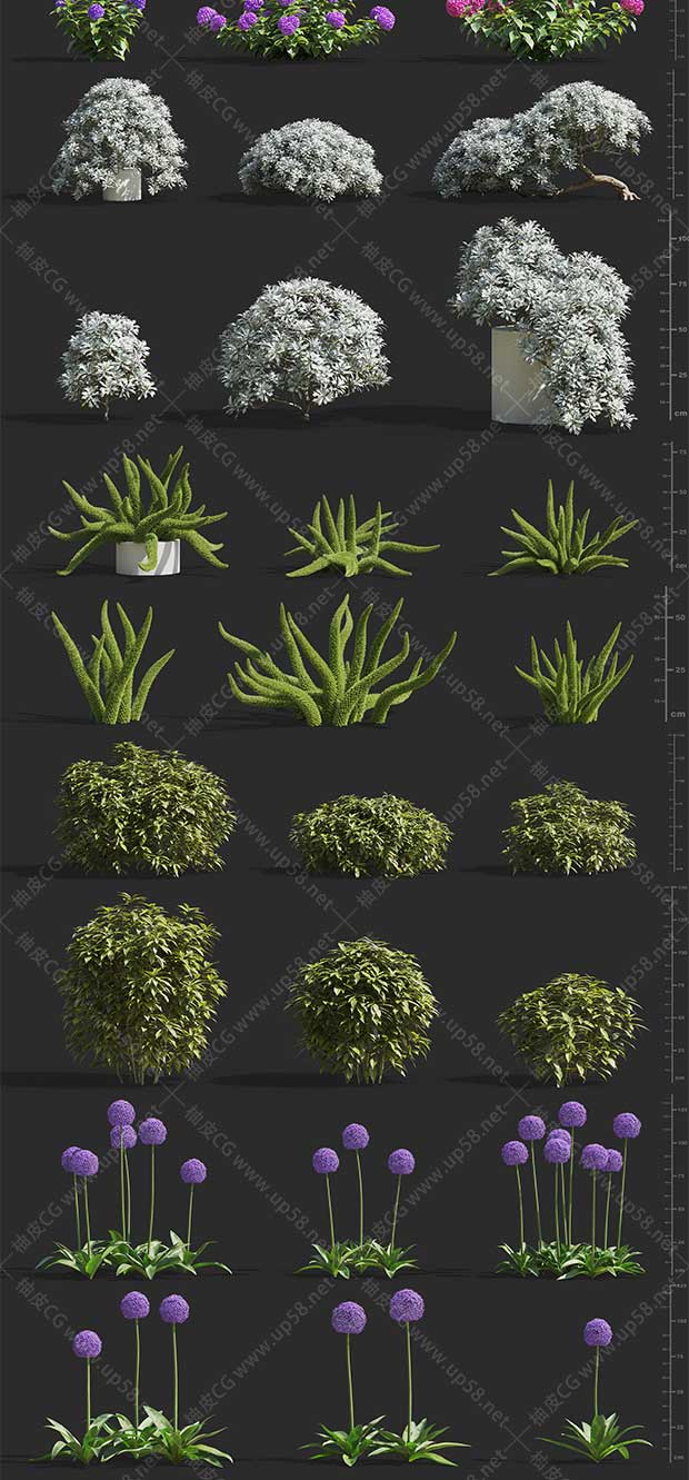 3DSMAX / Conrona / Vray玫瑰叶绣球芦笋鼠尾草植物精细3D模型