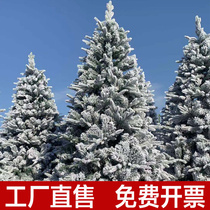 新款PE植绒圣诞节白色雪花圣诞树1.5米1.8米2.1米3米仿真雪景装饰