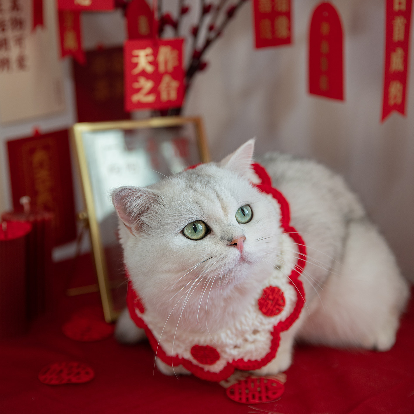 FOMODAY pet collar necklace knitting cat collar kitten dog supplies cute cat collar wedding