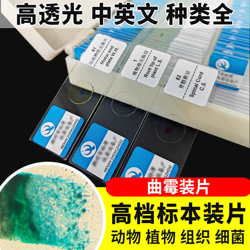 曲霉装片切片生物切片涂片小学初中高中生物科学实验切片显微镜观察玻片装片