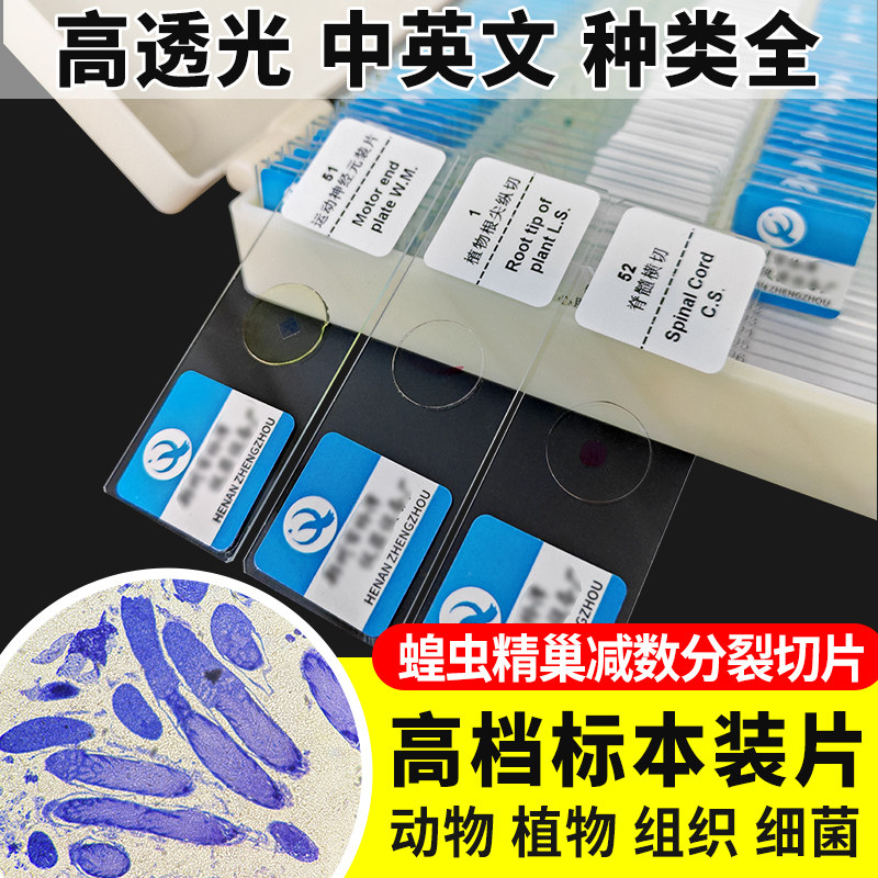 蝗虫精巢减数分裂切片装片生物切片涂片小学初中高中生物科学实验切片显微镜观察玻片装片