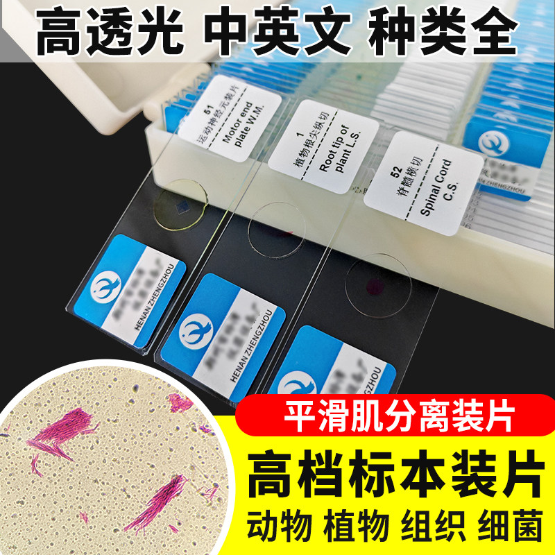 平滑肌分离装片切片生物切片涂片小学初中高中生物科学实验切片显微镜观察玻片