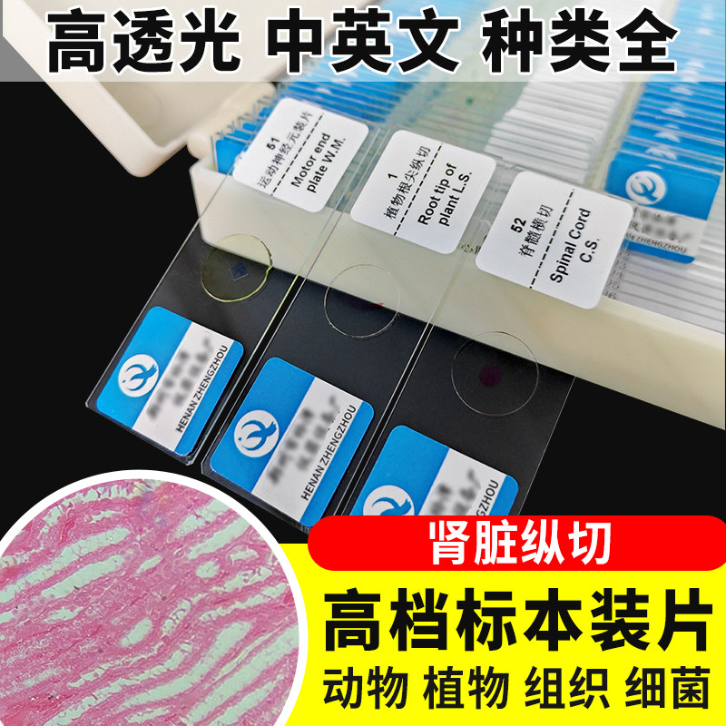 肾脏纵切装片切片生物切片涂片小学初中高中生物科学实验切片显微镜观察玻片装片