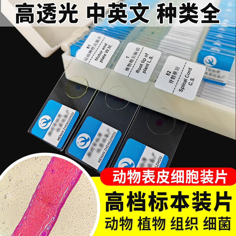 动物表皮细胞装片切片装片生物切片涂片小学初中高中生物科学实验切片显微镜观察玻片装片