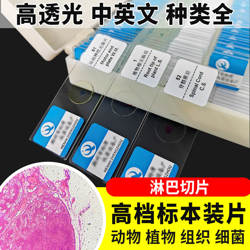 淋巴切片装片生物切片涂片小学初中高中生物科学实验切片显微镜观察玻片