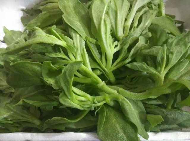 Fresh ice grass Africa ice grass 500g Beijing Tianjin Hebei Funfeng 68 Shunfeng