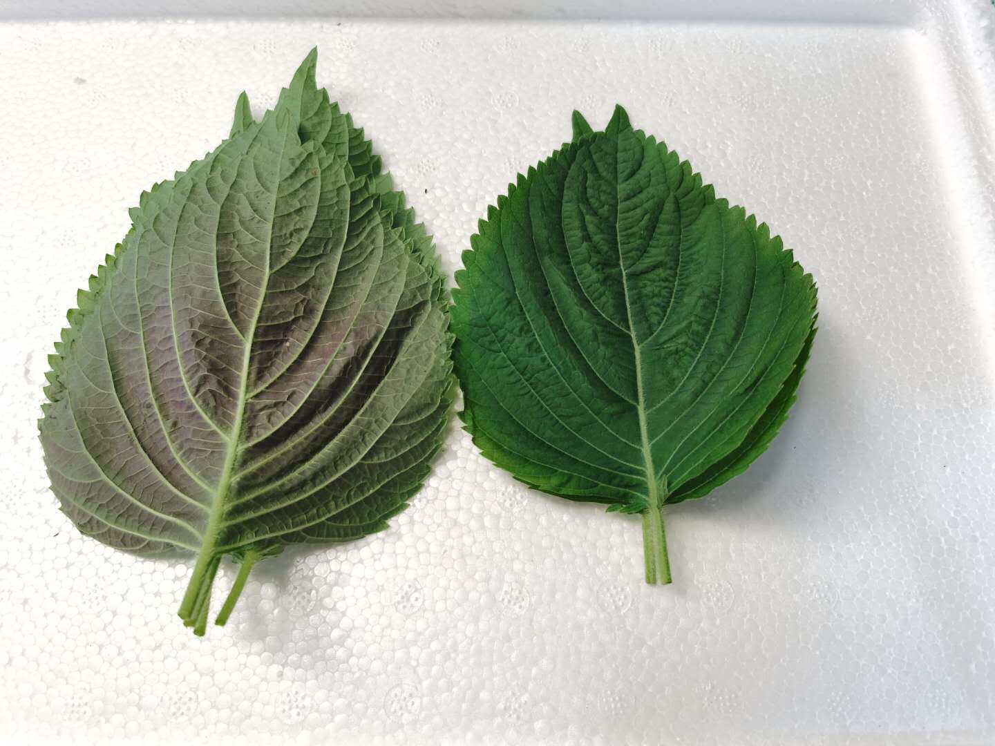 Fresh suko leaves fresh Han Subao meat steamed stuffed rice with 500g 68-Taobao in Beijing