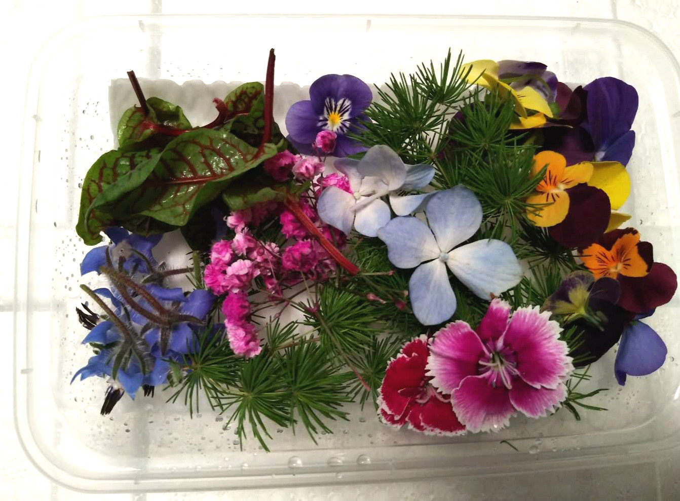 Mixed flowers arbitrarily assembled plate decorated a box of 22 yuan weather hot Beijing outside the area prudently purchased