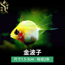 Jinbozi Avatar phoenix fish Short snapper Pikachu treasure basketball Tropical ornamental fish live small freshwater fish