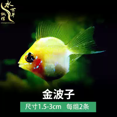 Jinbozi Avatar phoenix fish Short snapper Pikachu treasure basketball Tropical ornamental fish live small freshwater fish
