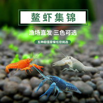 Blue Sea Shrimp Orange Blossom Shrimps White Cheapy Shrimps Shrimp Dwarf Orange Blossom Shrimps Shrimp Sky Blue Shrimp Blue Shrimp Blue Shrimp Blue Shrimp