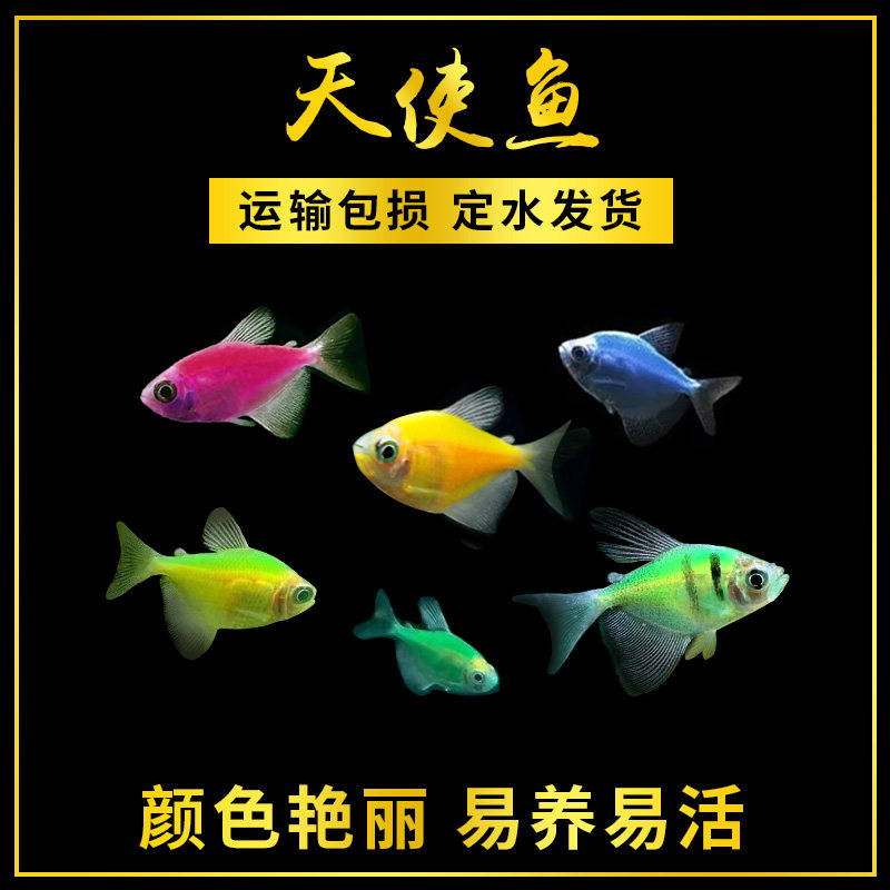 Tropical Ornamental Fish Glass Fish Seven Color Lara Fish Transparent Fish Green Apple Lemon Fluorescent Tiger Spotted Angel Fish Live