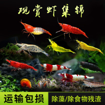 Ornamental shrimp live pet grass tank Cherry blossom extreme fire rice shrimp Yamato algae removal black shell crystal shrimp tool shrimp seedlings Freshwater