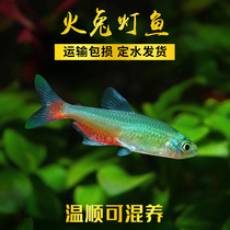 Fire Rabbit Light Tropical Fish Ornamental Fish Freshwater Fish Middle Lamp Corfish Small Fish Rare Grass Vat Group Tours Live