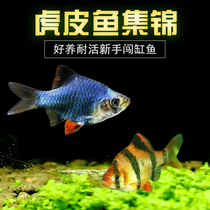 Tiger Skin Fish Gold Tiger Leather Blue Green Tiger Leather New Hand Good Breeding Tropical Fish Ornamental Fish Small Living Fish Pet Fish resistant to live