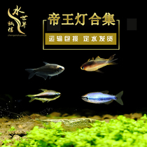 Monarch Lamp Fish Black Monarch Lamp Black Light Fish Blue King Lamp Blood Wing Blue Imperiale Lamp Rainbow Monarch Lamp Freshwater Fish Lamp