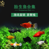 Fetal Raw Fish Golden Marie Ball Black Marie Ball Black Marie Fish Three Coloured Balls Fish Red White Swordfish Small Micky Fish Red Ball Fish