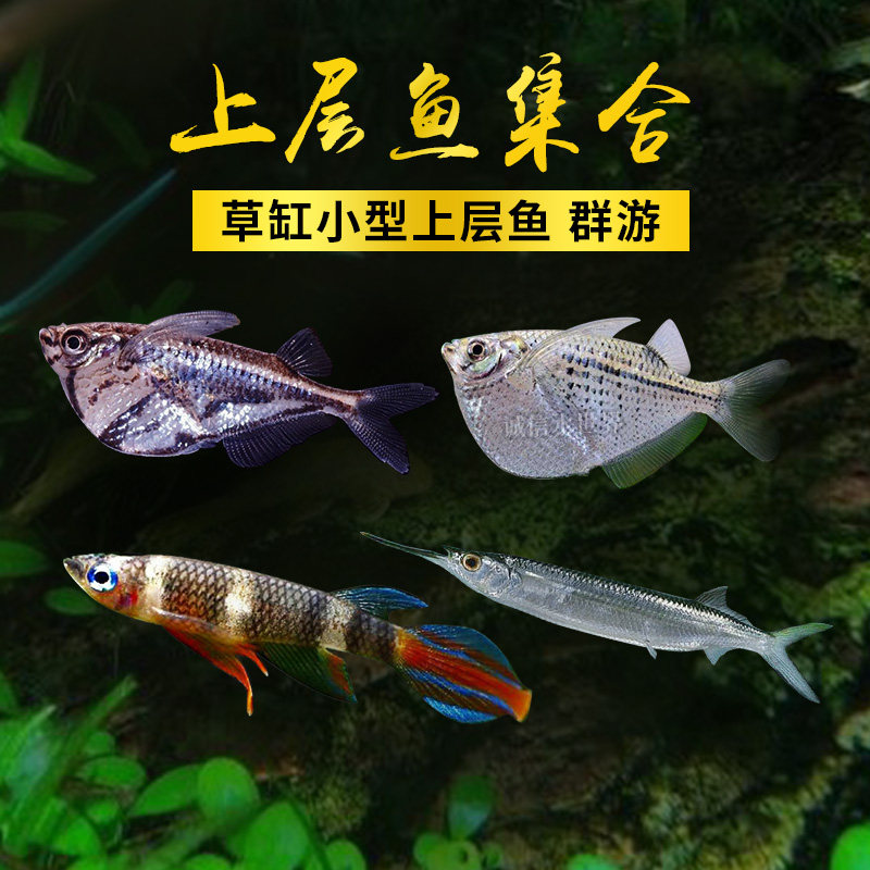 Upper fish platinum silver water needle fish Yin and Yang swallows medaka ornamental fish Silver Swallow Fish axe swallow axe fish