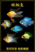 Tropical Ornamental Fish Live short snapper Golden Wave son Blue wave son Dutch Phoenix Avatar Royal Blue ball Bolivia