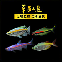 Yimei Taoist fish Purple light elf small tropical ornamental fish live fish Aquarium pet fish Red eyebrow taoist grass tank