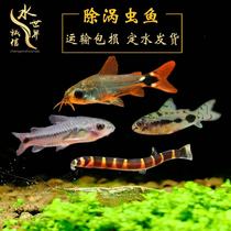 Snake fish coolie loach Elf rat Moonlight rat Tropical fish protein worm vortex worm shrimp tank partner cleaning fish