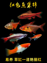 Long Tail Cherry Light Fish Red Rose Fish Grass Vat Elf Small Fish Living Tropics Ornamental Fish Lamp Corpoon Lights