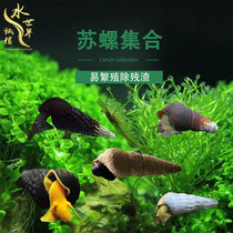 Su Luo Yellow spit snail Orange rabbit snail Orange Rabbit snail Ornamental snail Orange Rabbit snail Sulawesi Snail Starry snail Living body