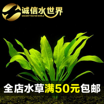 Mini crown Uruguayan water grass rear view grass Landscaped Aquatic Grass Cylinder Fish Tank Good Raise New Hands 4 Mount Clothes