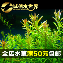 Fish tank living real water grass Moise green palace Tiny red palace Tiny water banyan pearl cloves easy to feed suitable for sloth