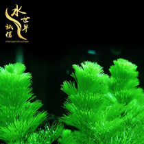 Green chrysanthemum fish tank Water plant landscaping package Plant living freshwater middle and rear view Lazy river water Ficus Shenmu aquarium