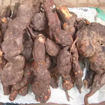 New Goods Two pieces of fresh wild Polygonum polygonum 1000 grams in Qinggao Mountain, Yunnan