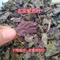 Perilla leaves dried perilla leaves Chinese herbal medicine 500g perilla leaf powder can be ground into powder