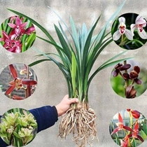 Plant potted flowers with root Muran flower seedlings big flowers Cymbidium Cymbidium potted Ink Orchid seedlings