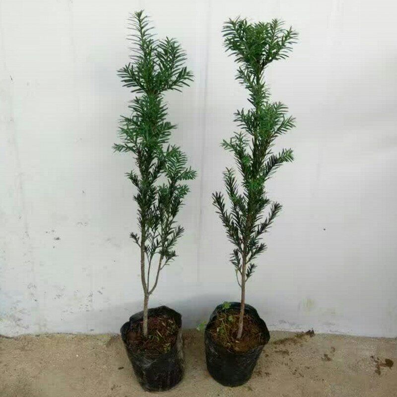 �̴�춹ɼ������ hds 00