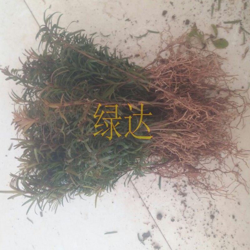 �̴﹤���̻���