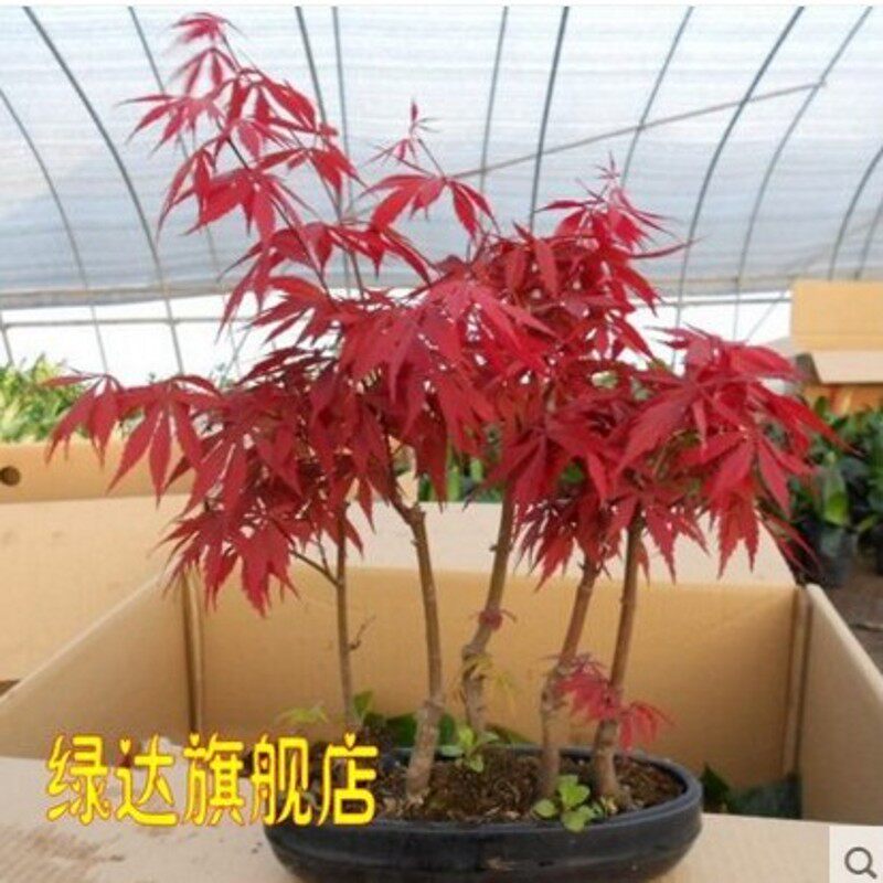 �̴����辰hfpj11