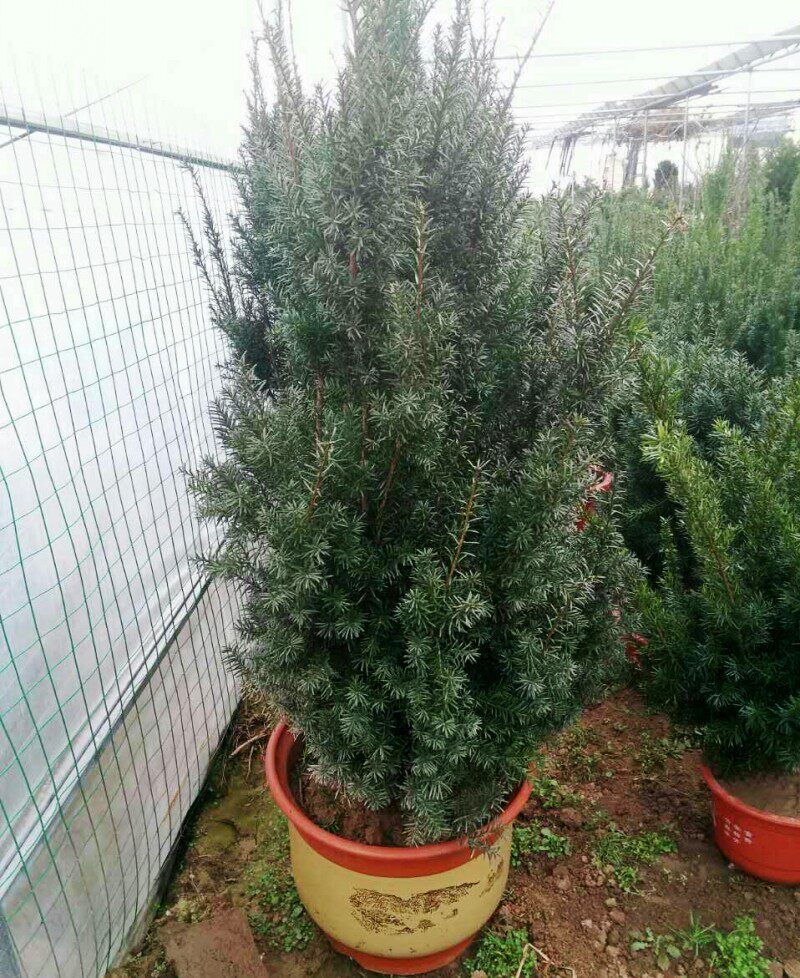 �̴�춹ɼ����hdsdpj1