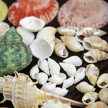 ins natural shell flower shell small conch Starfish Beach wind shooting props ornaments decoration photography props