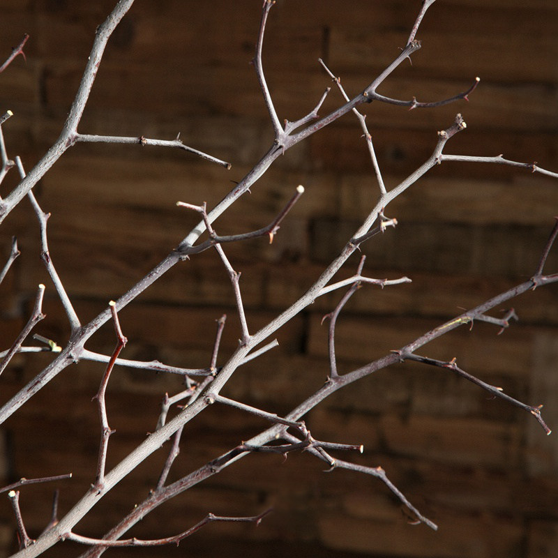 ŵ������֦�ɻ�2016082801