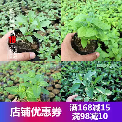 食用香草植物意大利甜罗勒苗盆栽金不换九层塔丁香大叶薄荷紫苏