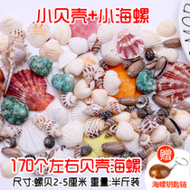Aquarium shell Decorative Pendulum fish tank Scape Stone Ecological Sea View Craft Landscape Natural Seafrony Small Shells