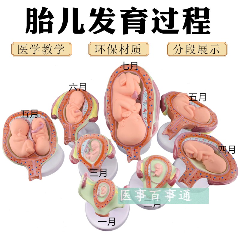 计划生育展示 妊娠胚胎发育模型 胎儿形成发育过程模型 生殖健康