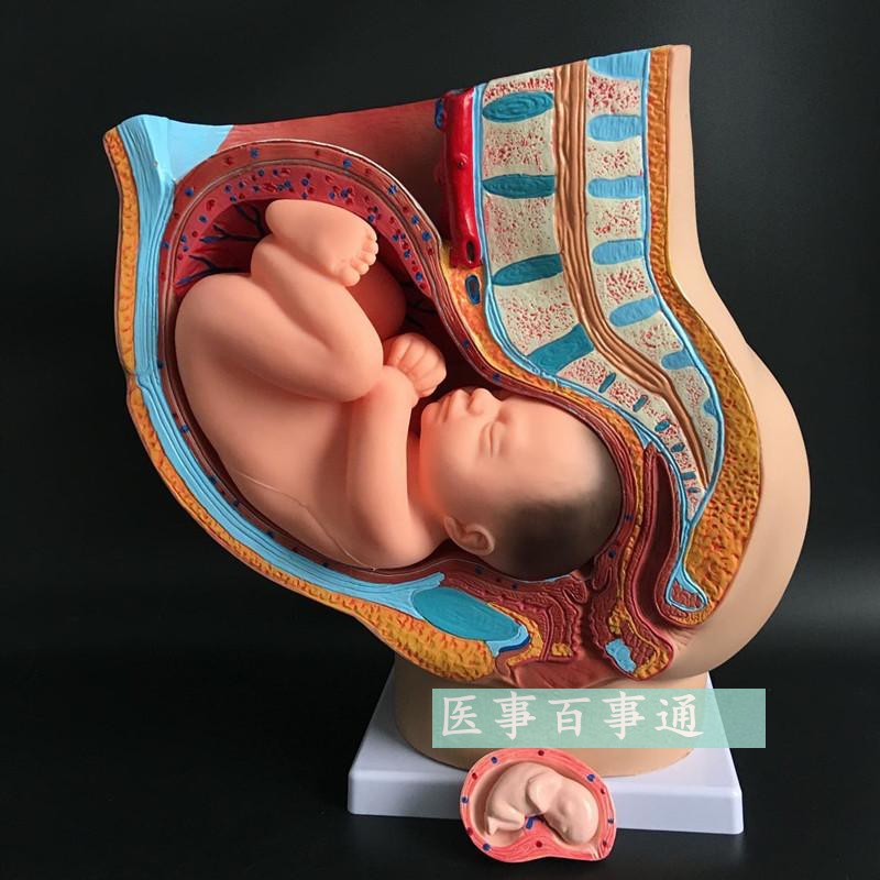 40周胎儿模型 妊娠模型 胚胎模型 女性盆腔 女性矢状解剖模型