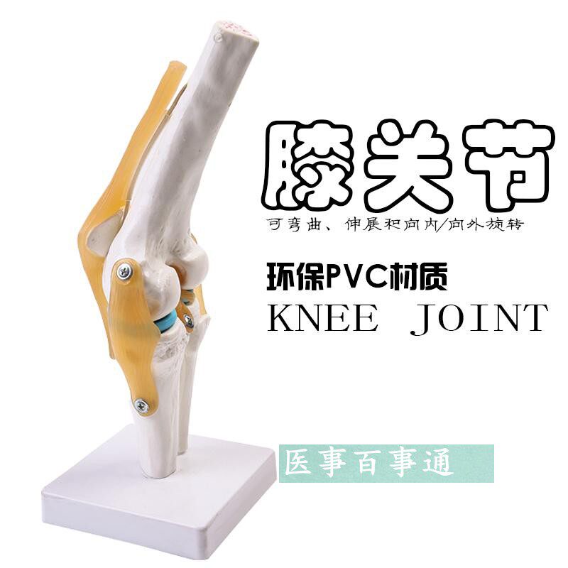 自然大膝关节模型人体骨骼 膝关节模型 骨骼模型 教学模型教具