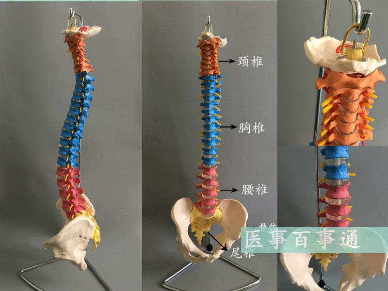 人体脊柱模型1:1成人医学正骨练习骨骼模型颈椎腰椎脊椎骨架模型-Taobao