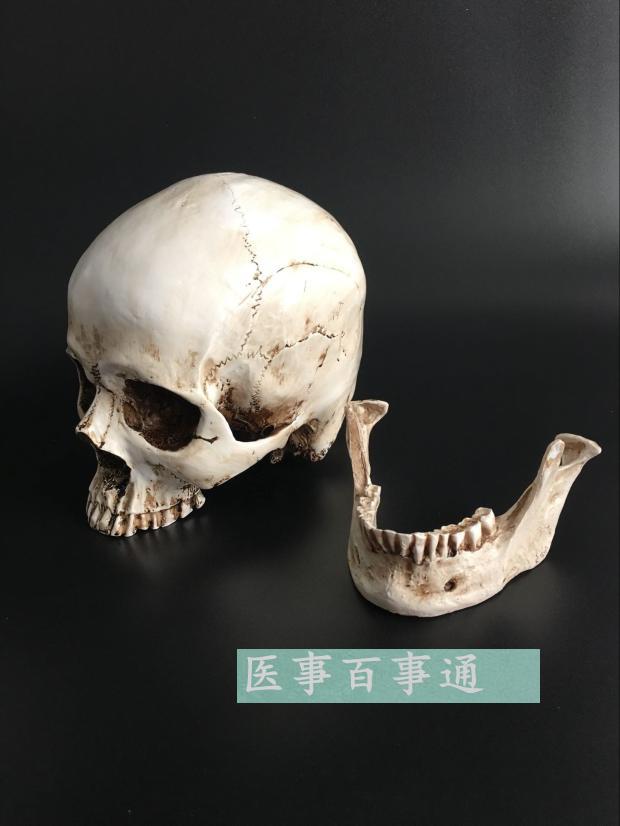 头骨模型头颅骨模型骷髅头模型骨骼脊柱模型 医学艺用美术包邮